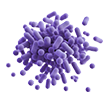 Probiotics
